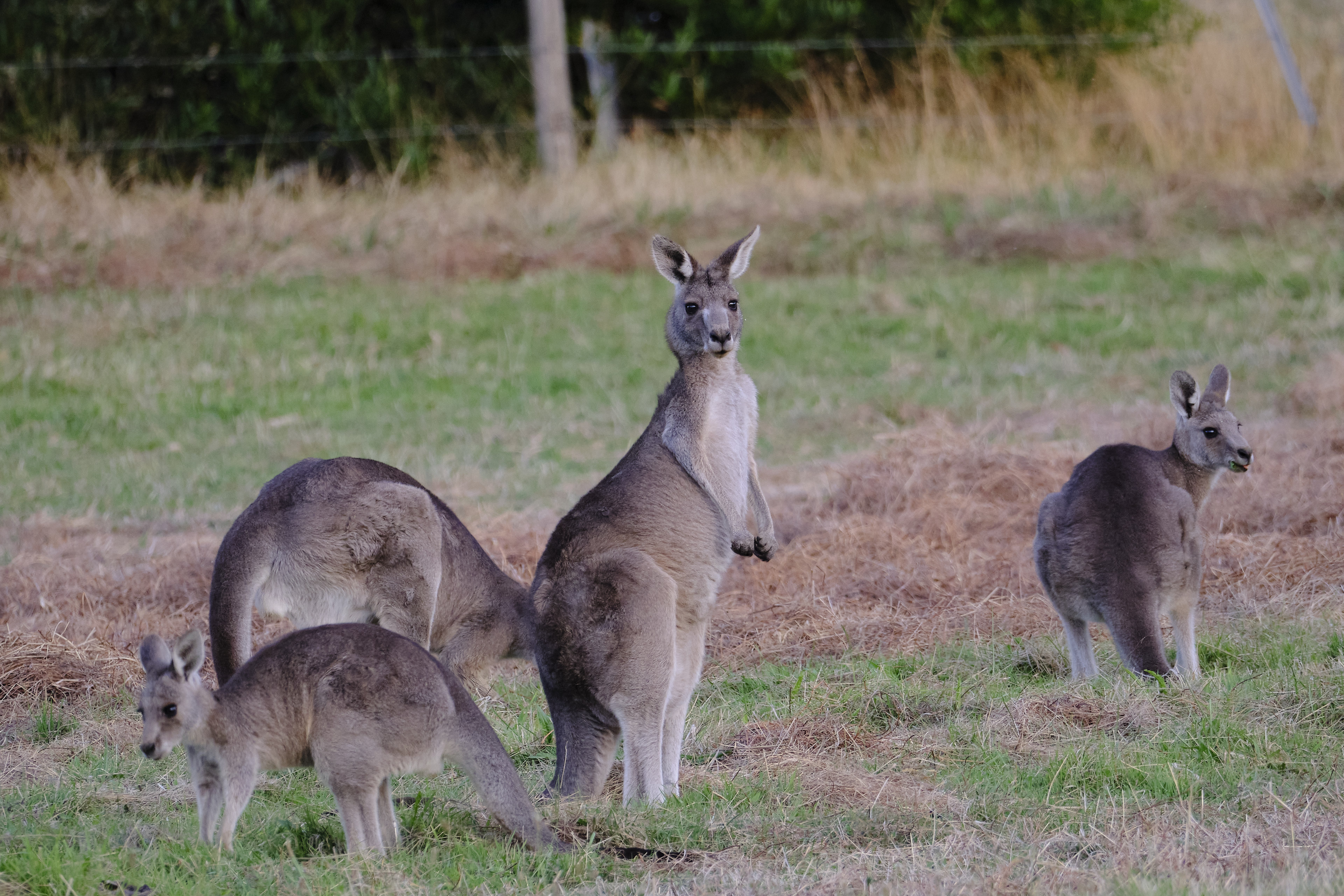 Kangaroo's