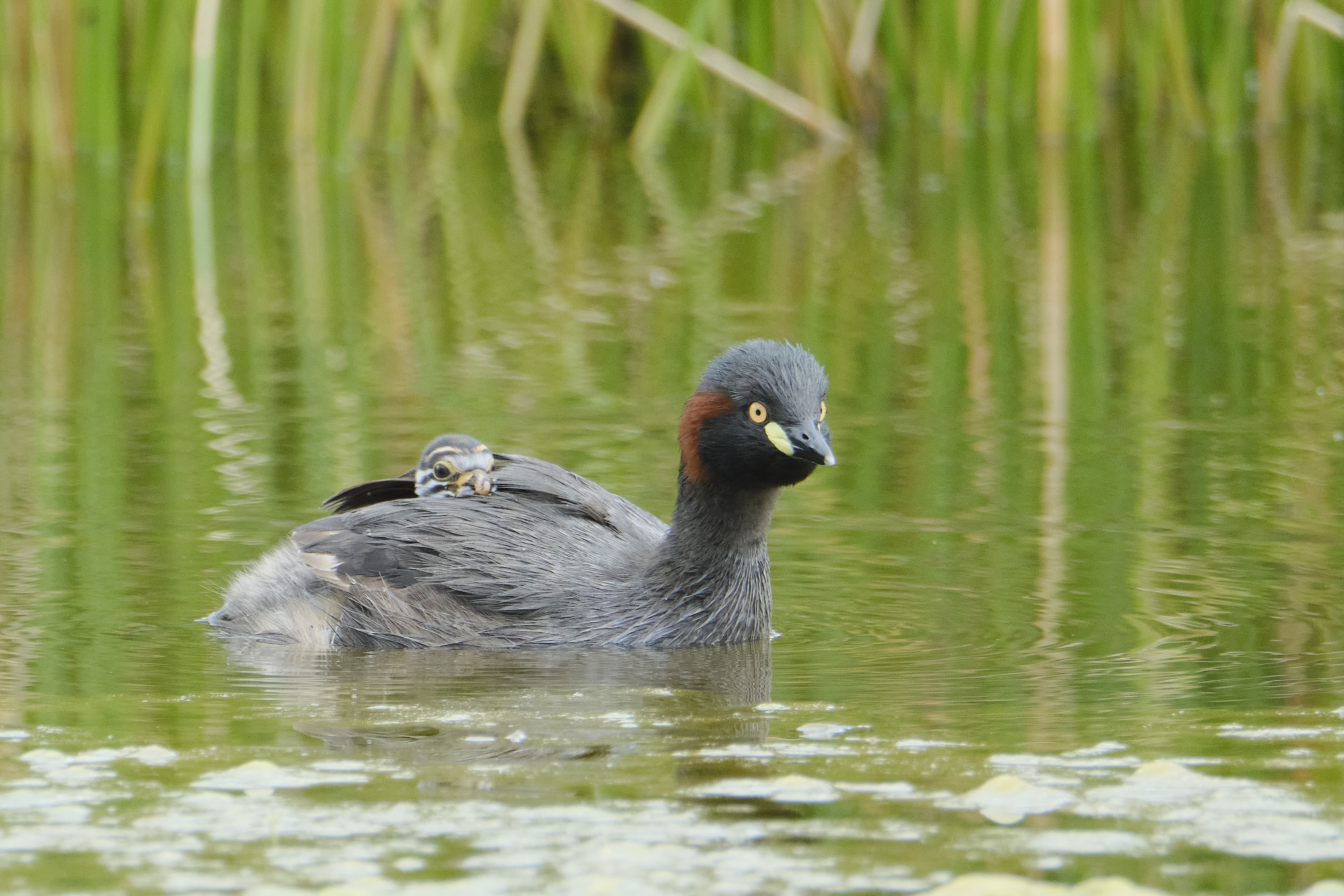 Grebe