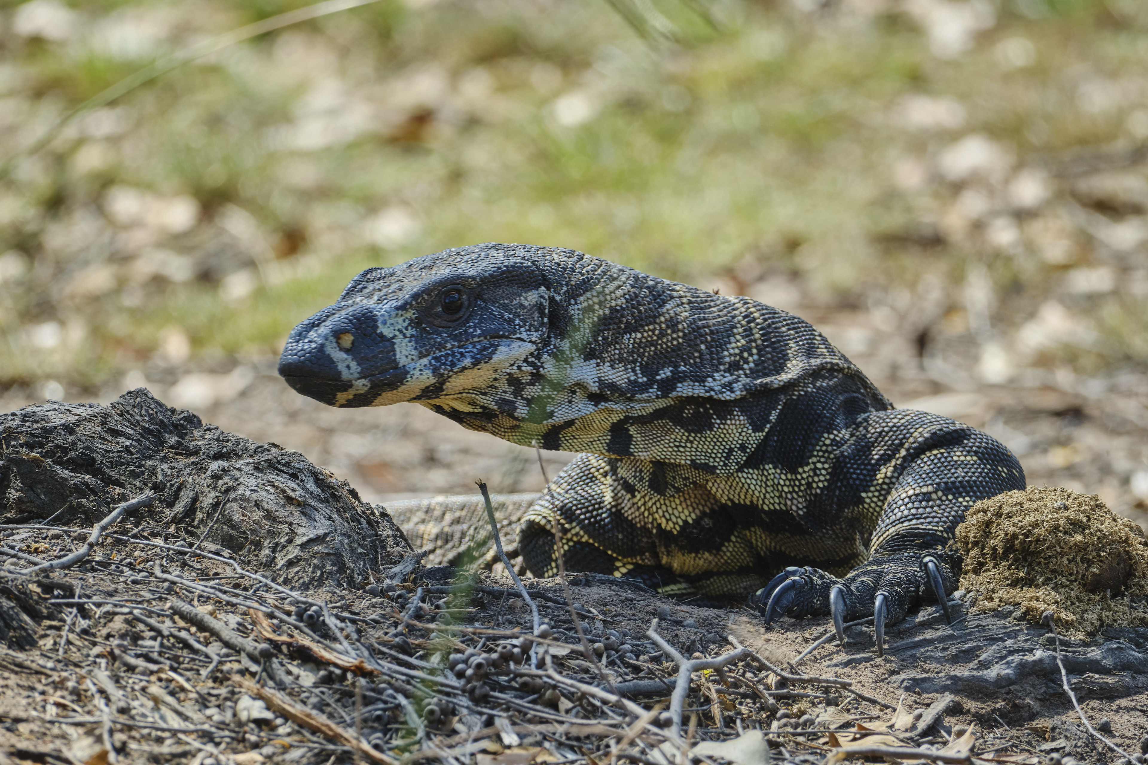 Goanna