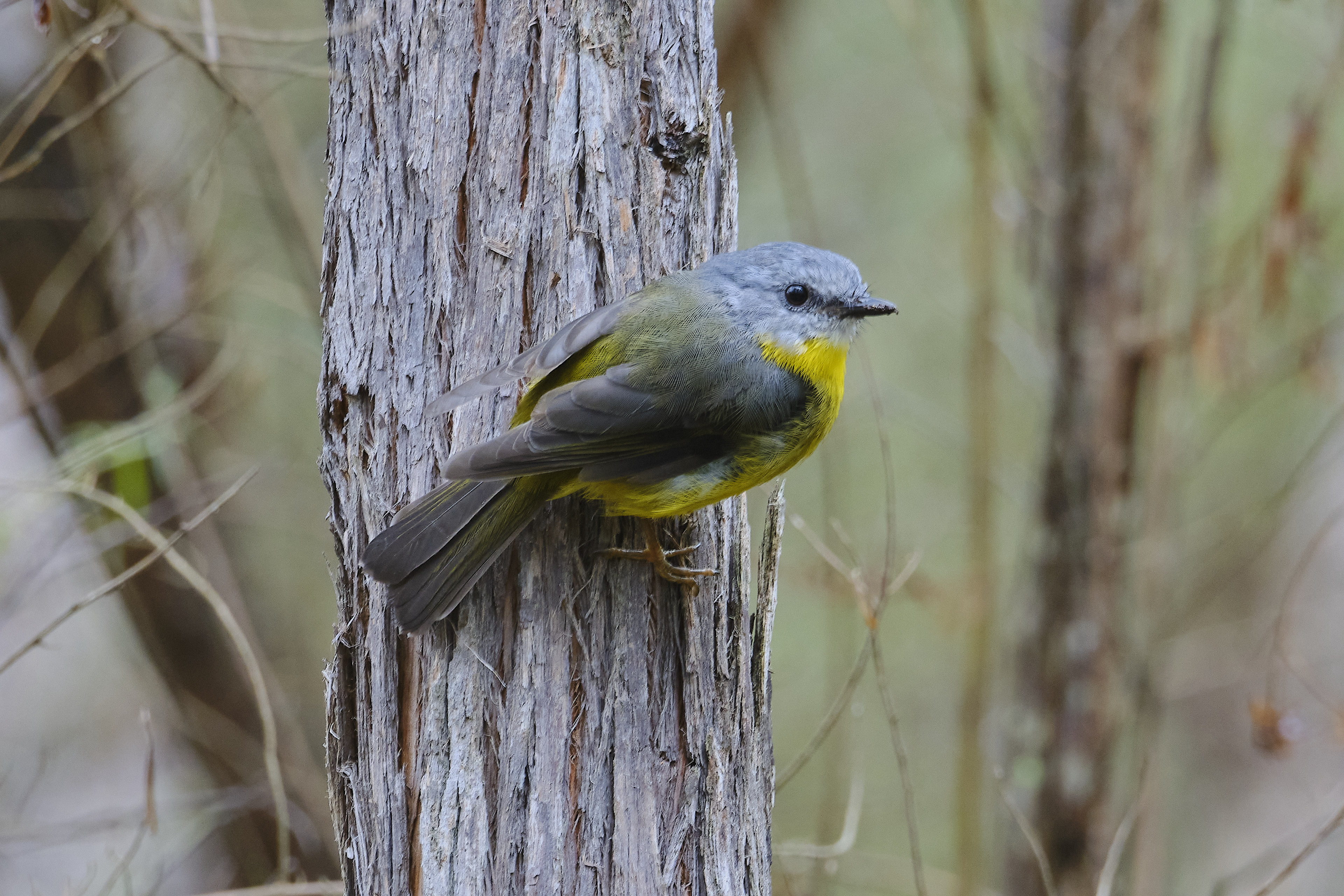 Eastern Yellow Robin