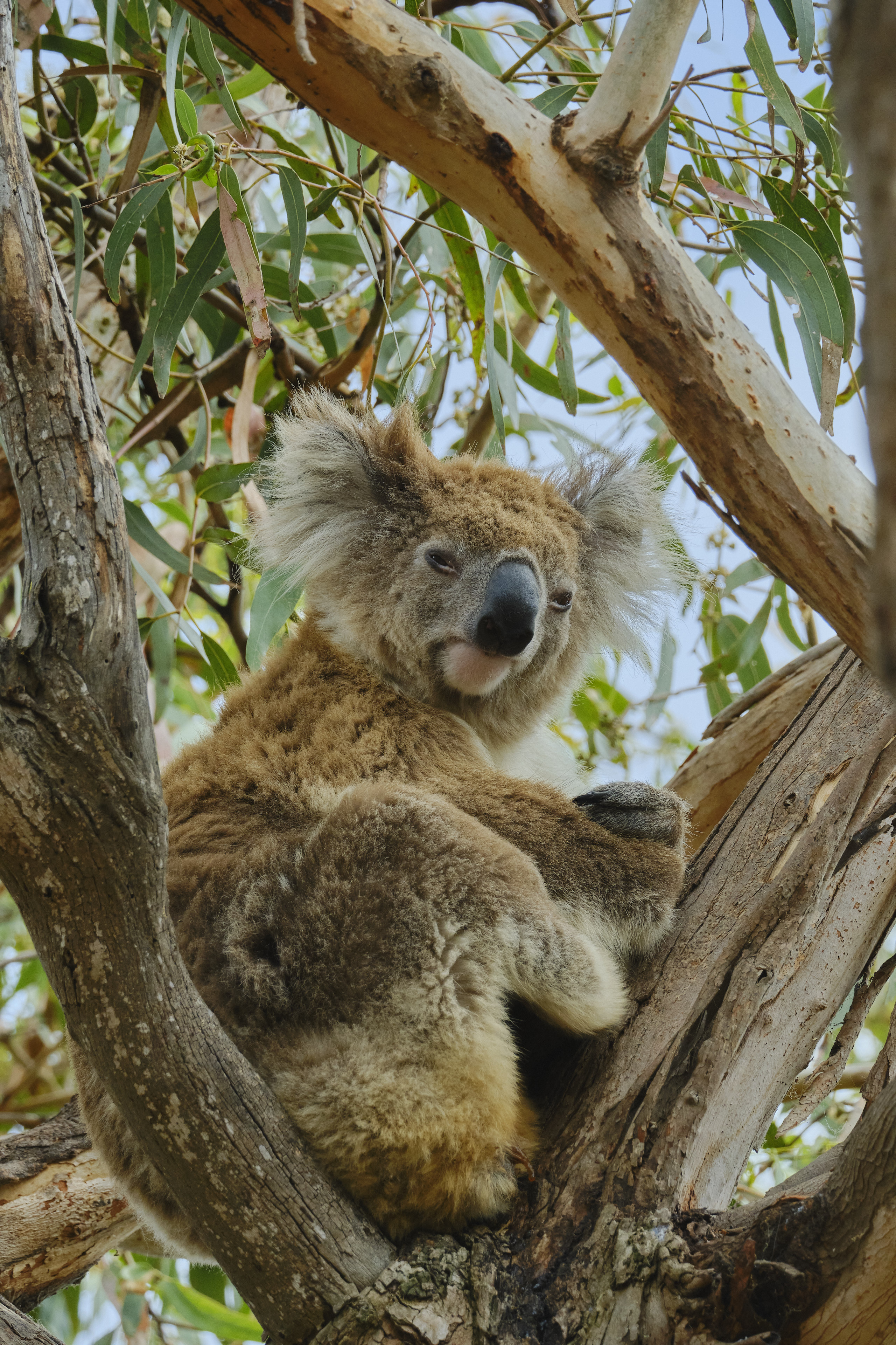 Koala