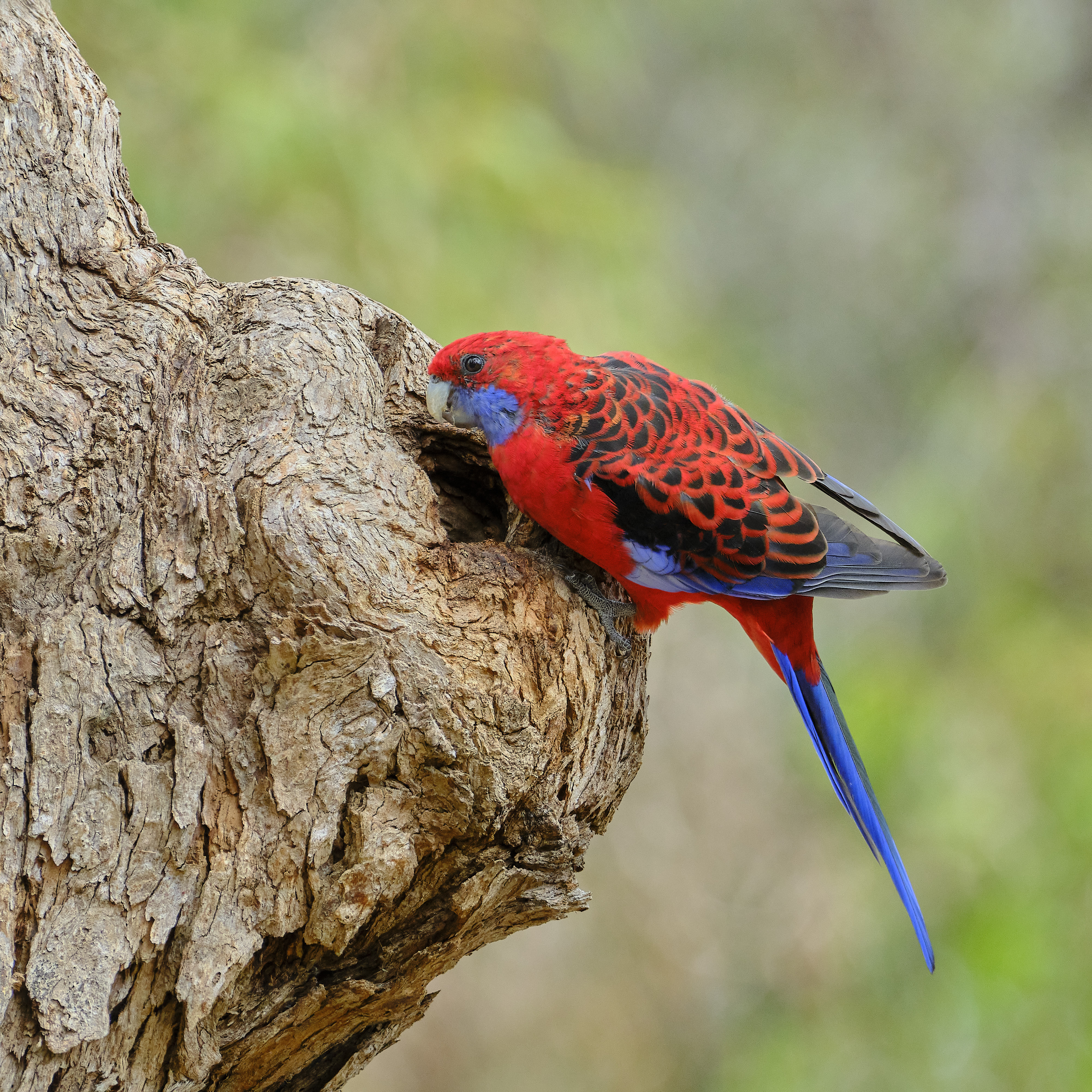 Crimson Rosella