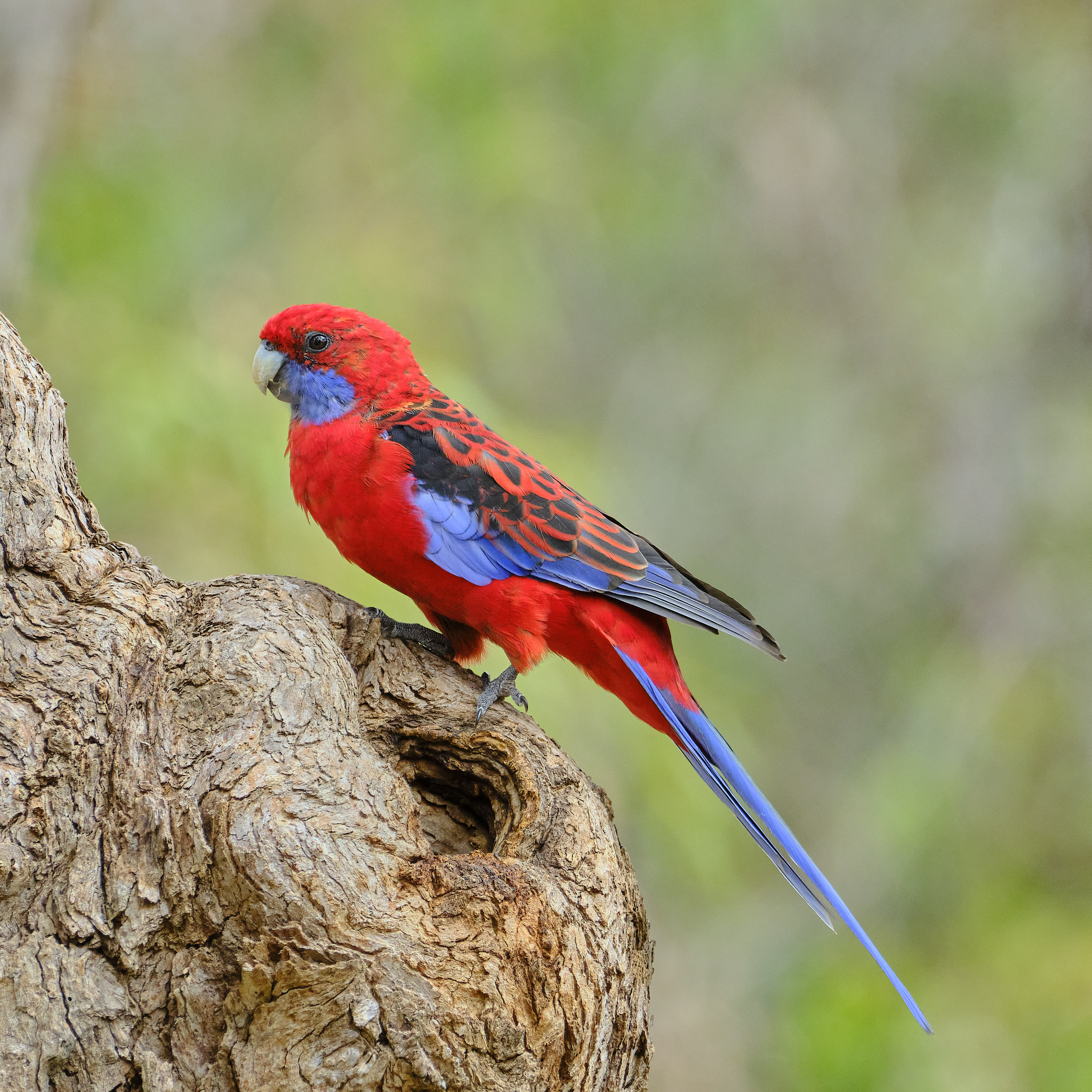 Crimson Rosella