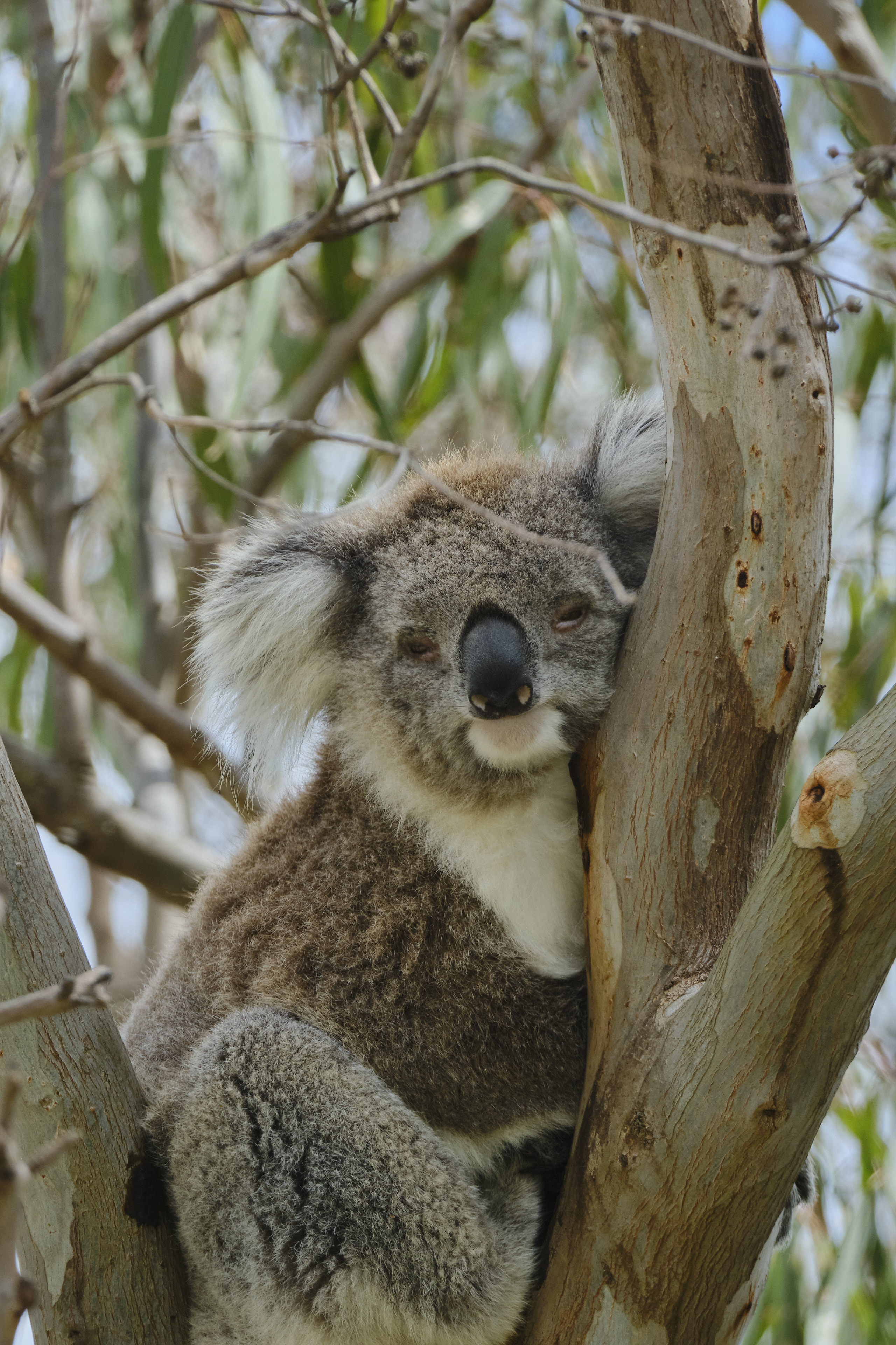 Sleeping Koala